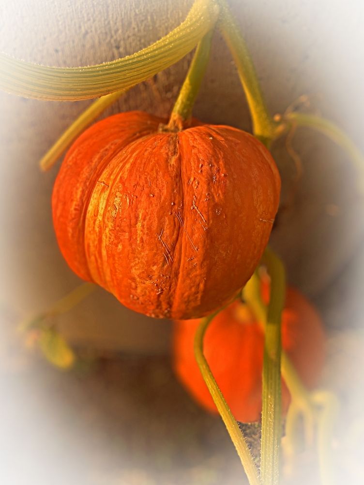 Фотография автора Кирилл Рожнов