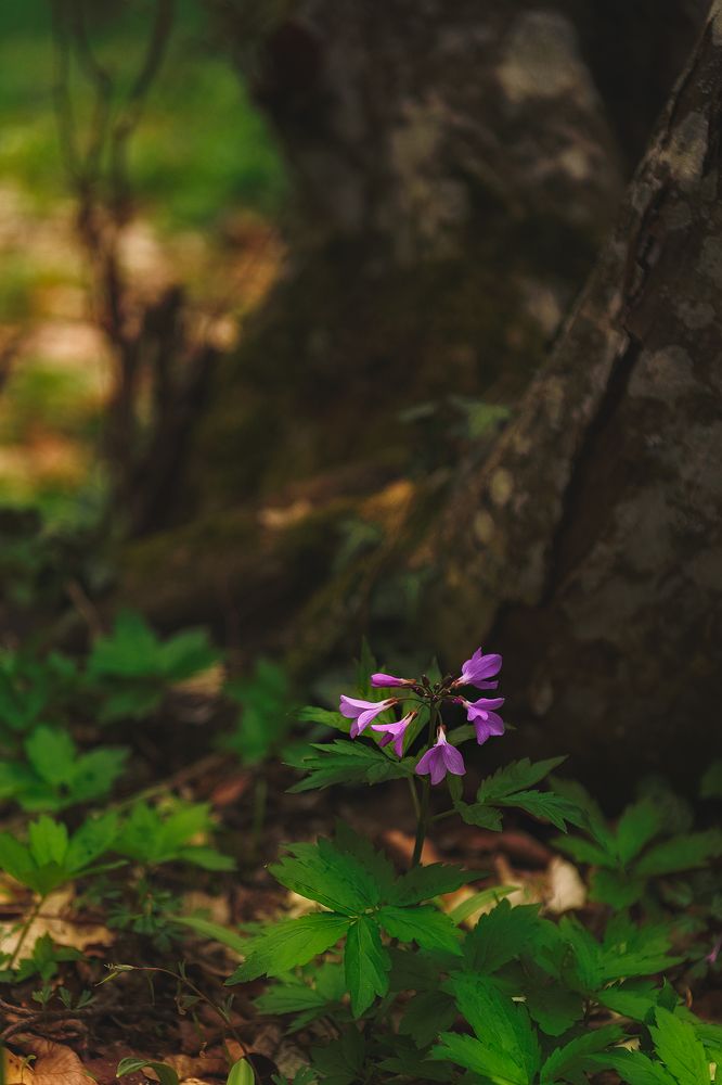 Surp Khach Monastery (Crimea)