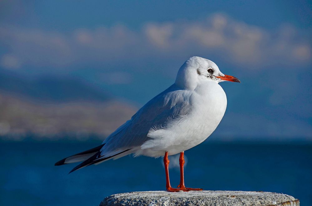 Photograph by Валерий