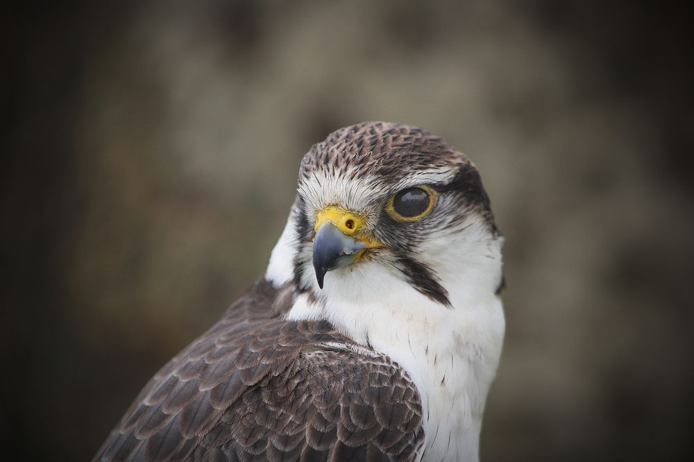 Falcon portrait
