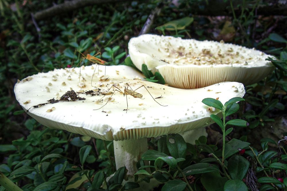 Photograph by Наталья Кокорина