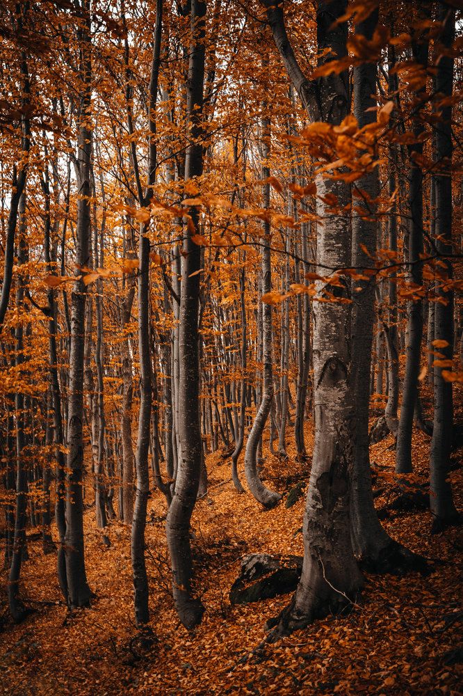 Photograph by Александр Дмитриев