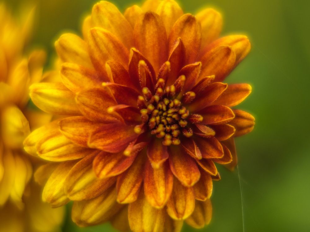 Фотография автора Дмитрий Хань