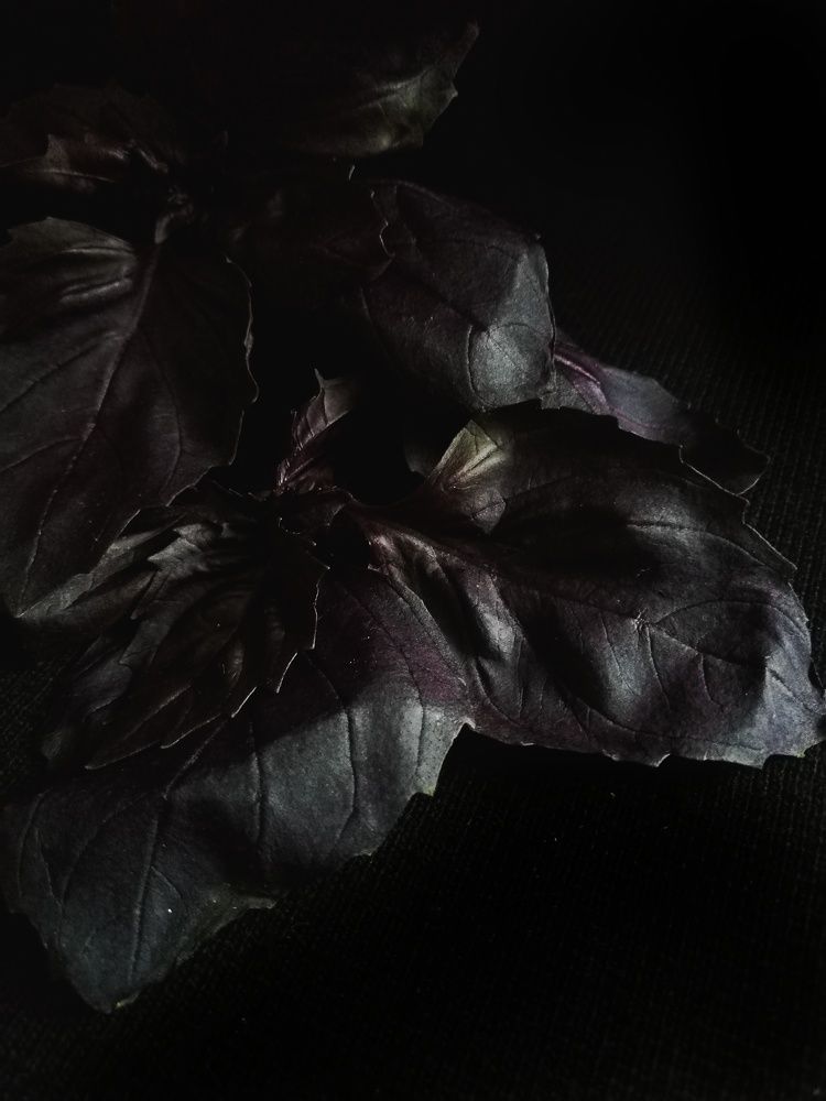 Photograph by Екатерина Романова