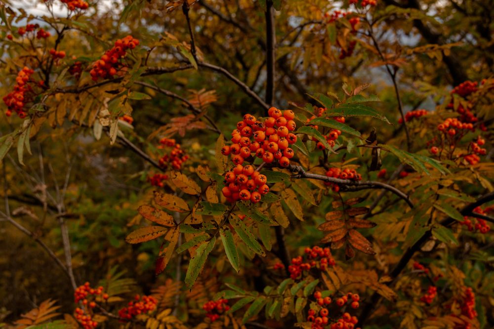 Photograph by Наталья Лобанова