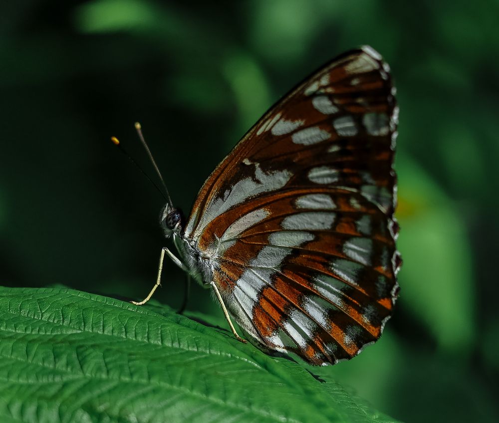 Photograph by Наталья Лобанова