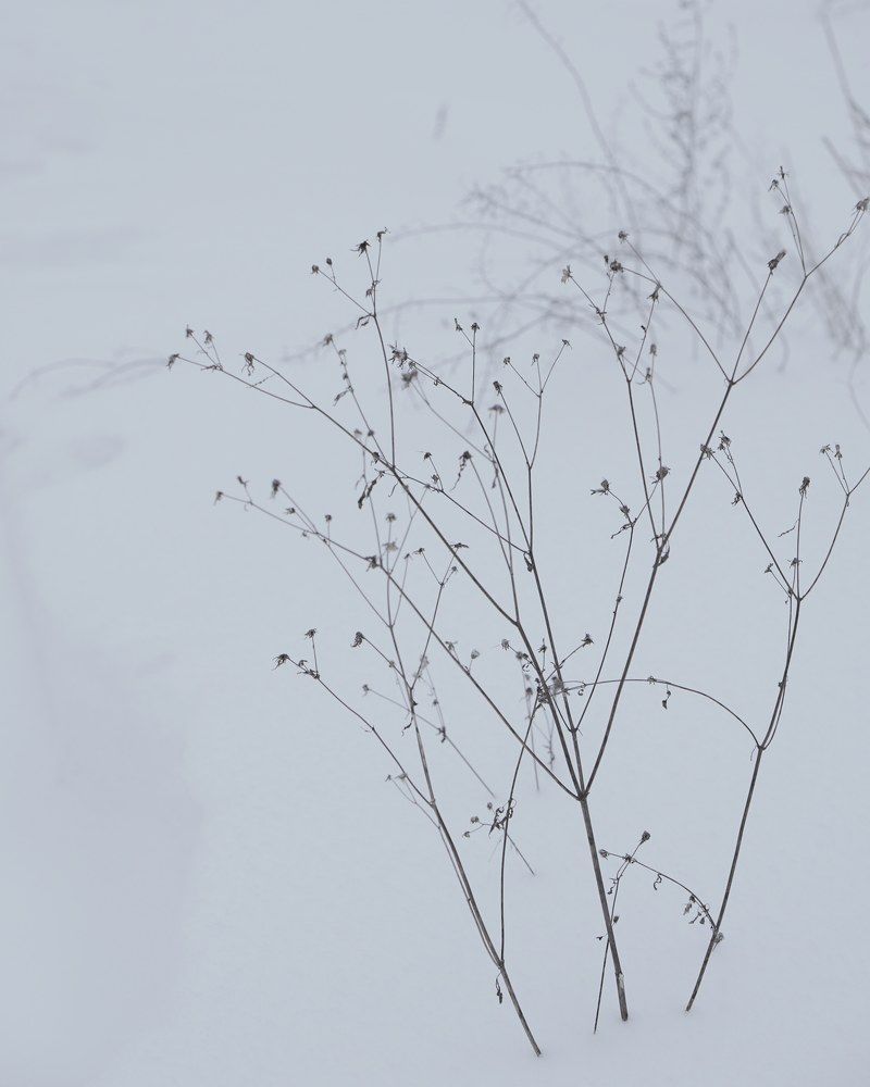 Photograph by Viktoria Vavilkina