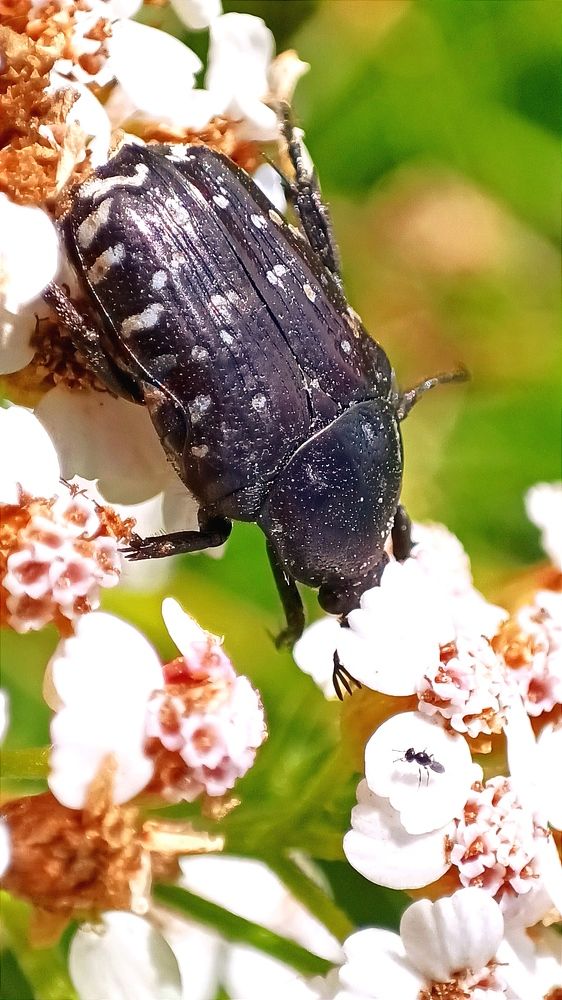 Слон и Моська