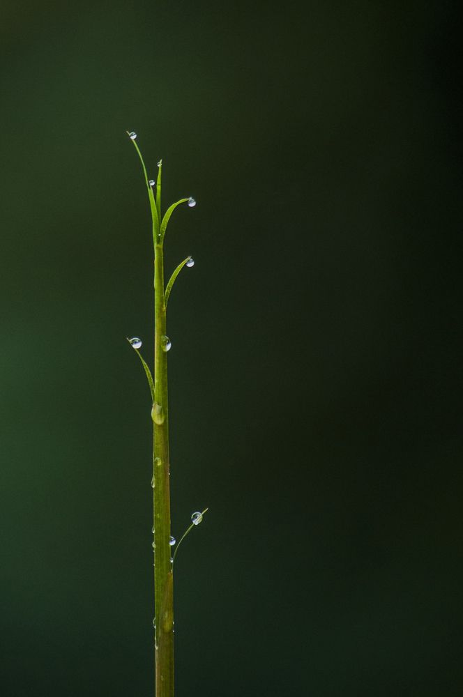 Photograph by Chamara Sulakkhana Polwatta Siriyalage