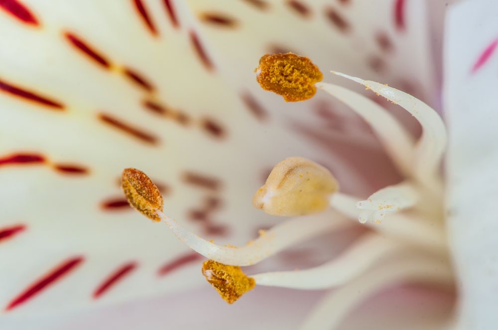 Photograph by Chamara Sulakkhana Polwatta Siriyalage