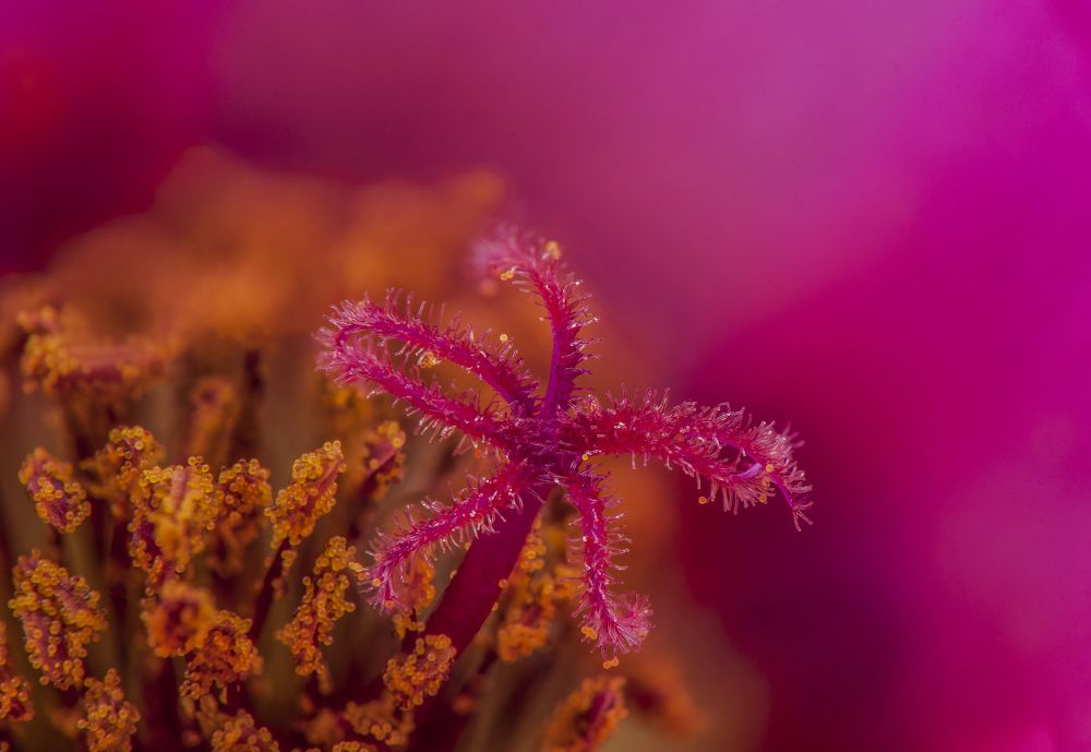 Photograph by Chamara Sulakkhana Polwatta Siriyalage