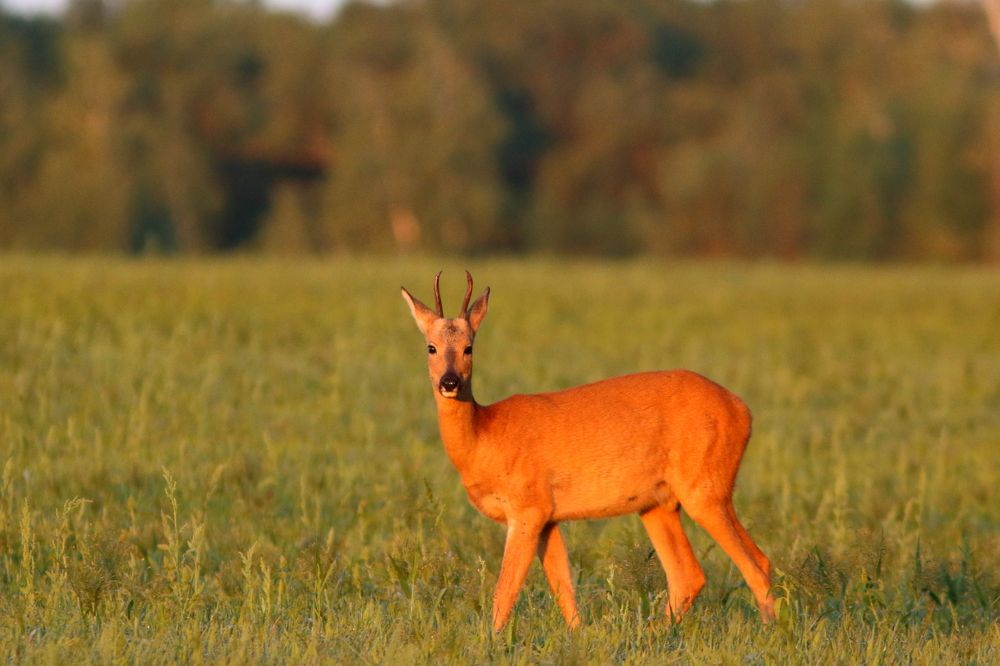 Photograph by Владимир Шебаршенко