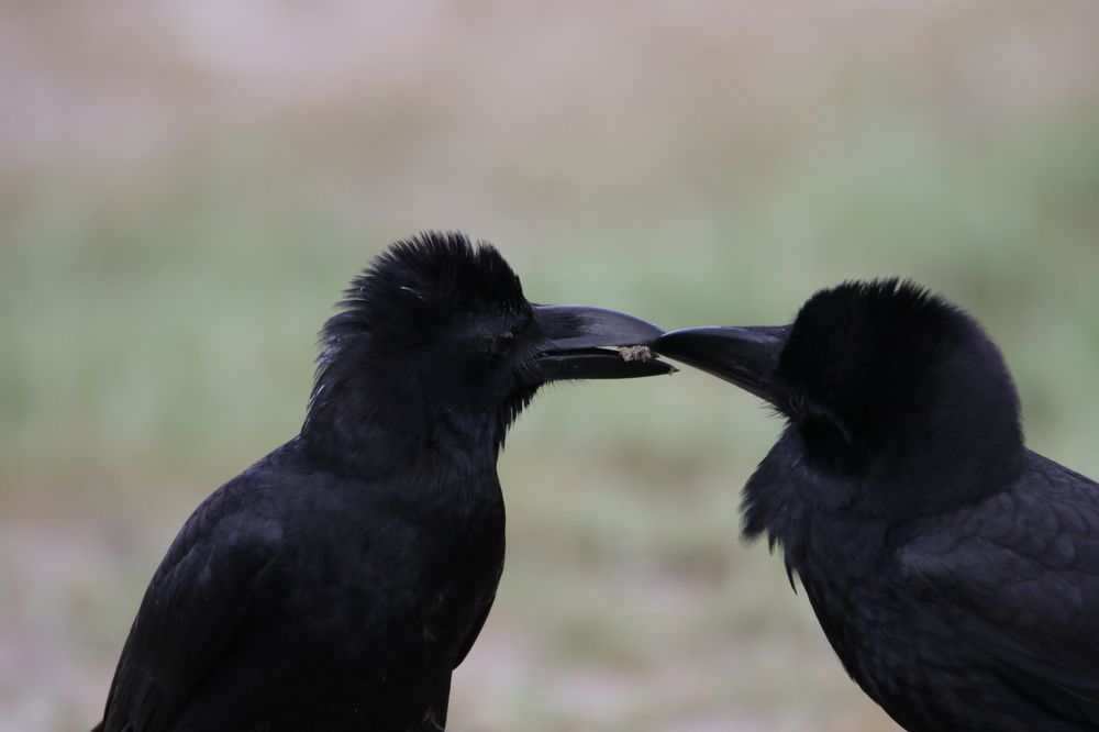 Photograph by Chamara Sulakkhana Polwatta Siriyalage