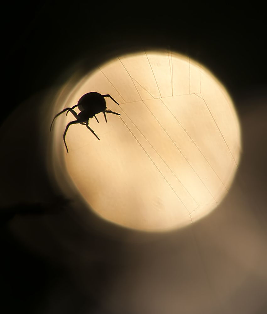 Photograph by Chamara Sulakkhana Polwatta Siriyalage