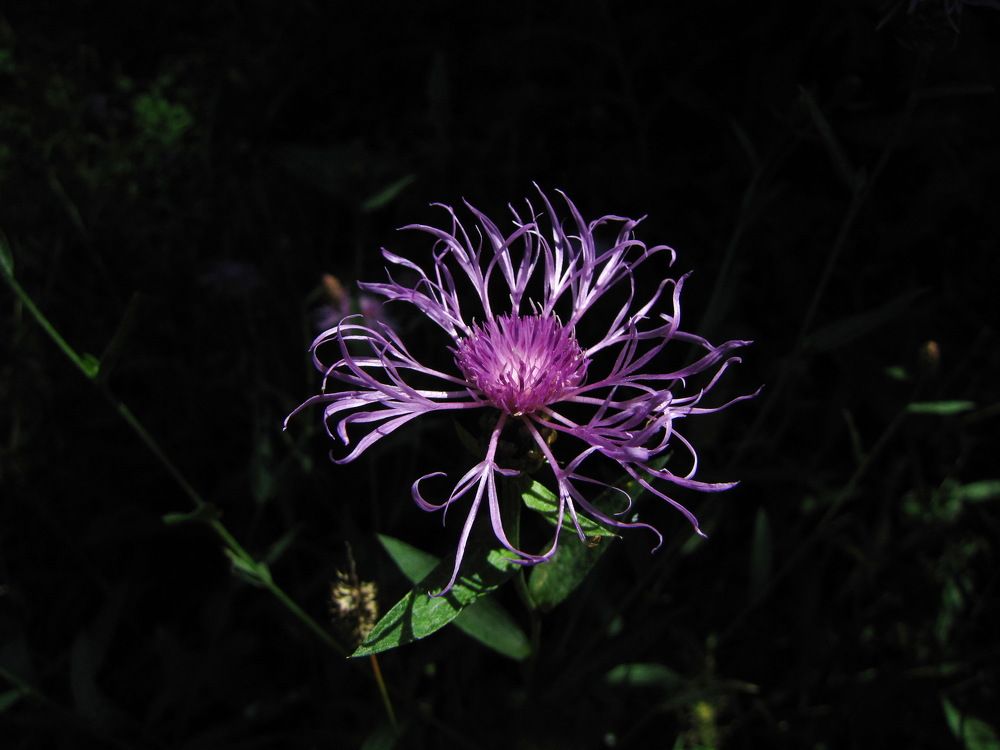 Луговой василек