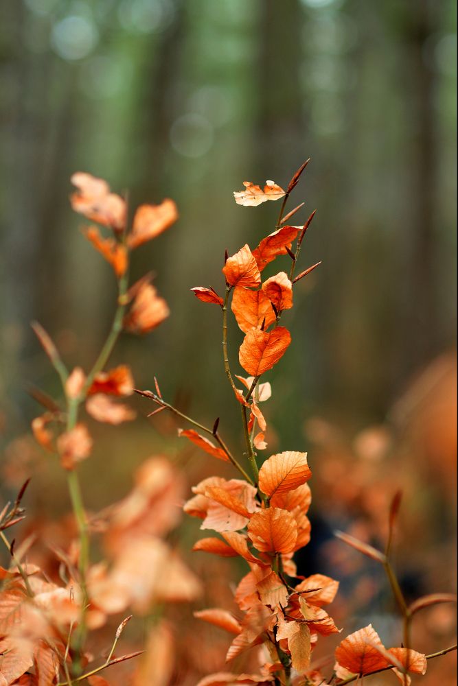 Photograph by Muzaffer Sütlüoğlu