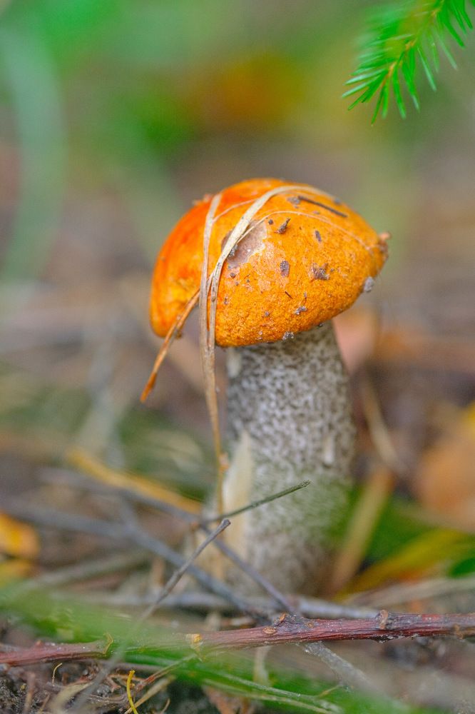 Photograph by Алексей Большаков