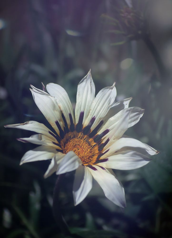 Photograph by Silvina Sánchez