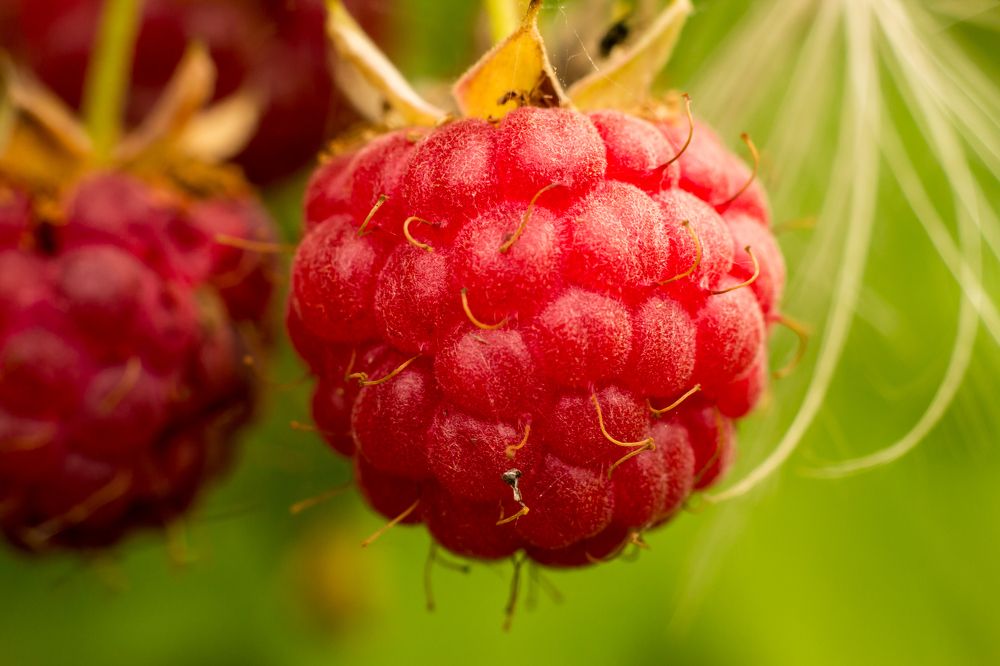 Photograph by Дмитрий Пасынков