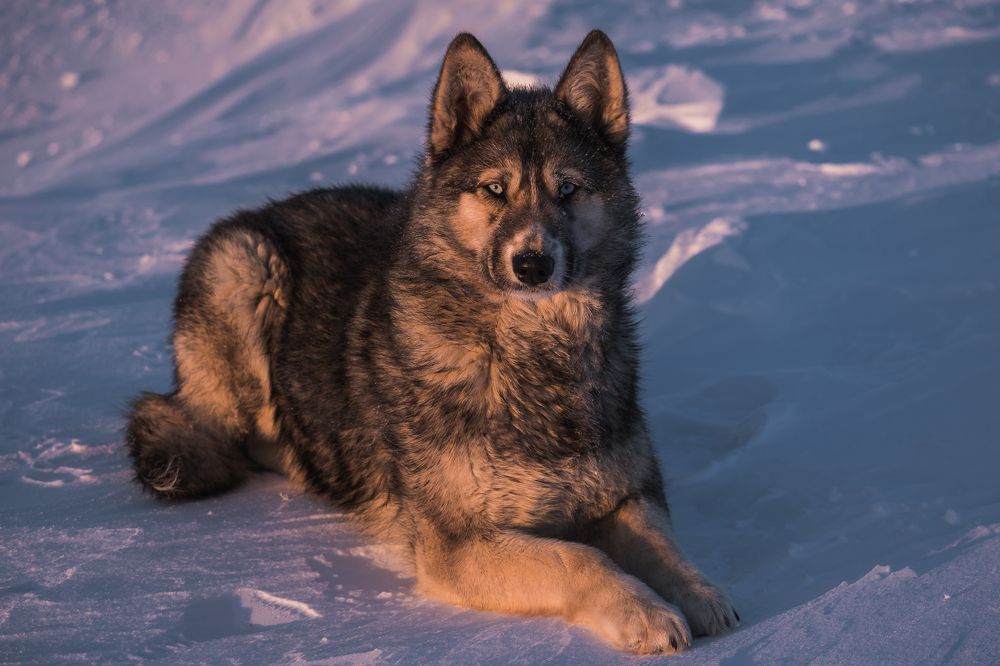 Арктическая собака