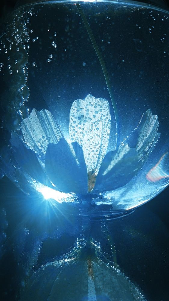 Галактика Космеи