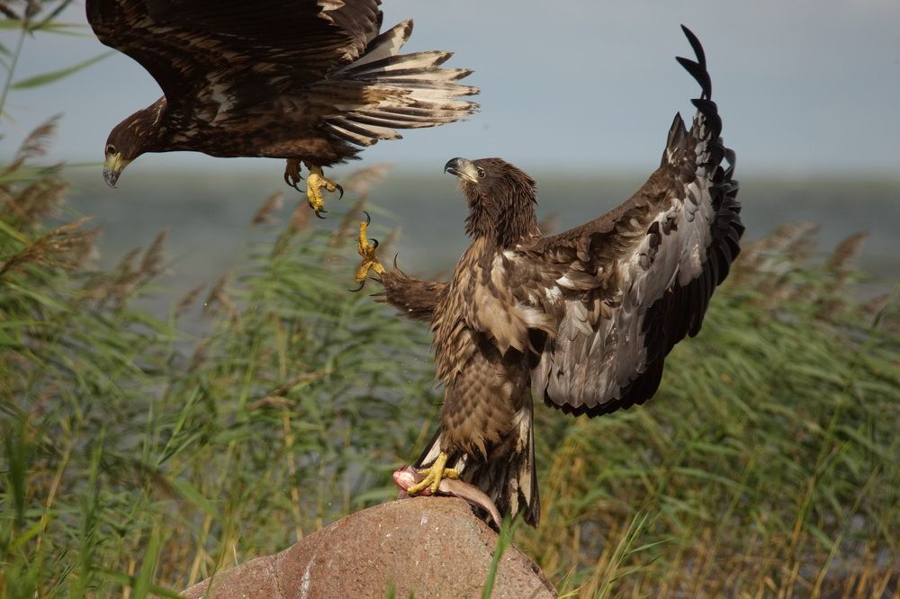 Каратэ-до: «путь пустой руки». Куршский залив.Калининградская обл.