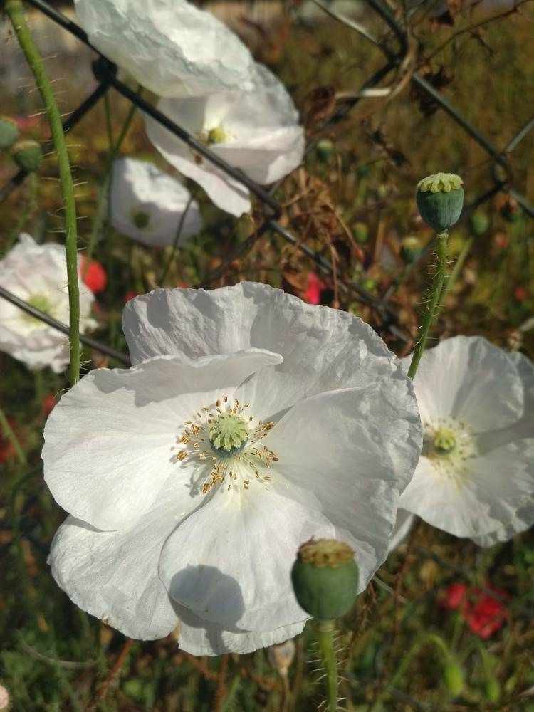 Photograph by Ирина Немкина