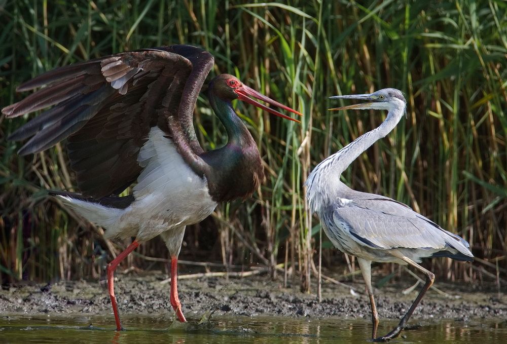 Я старый солдат и не знаю слов любви!...
