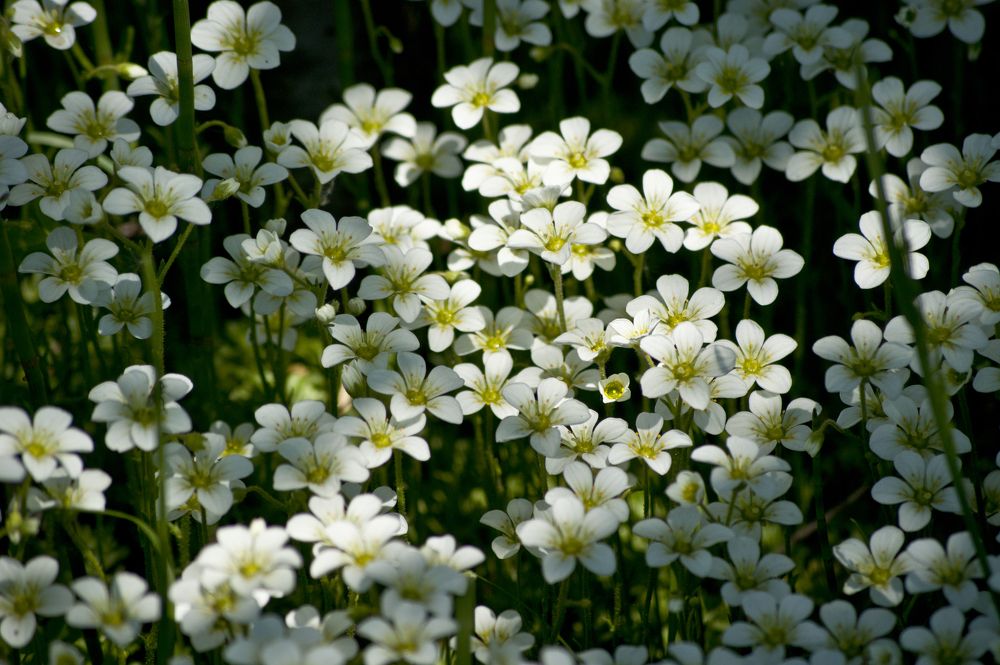 Photograph by Светлана Тарханова