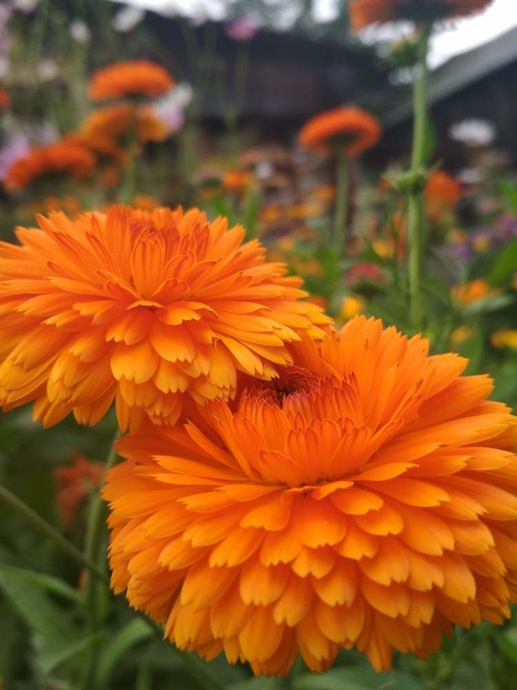 Photograph by Ирина Немкина