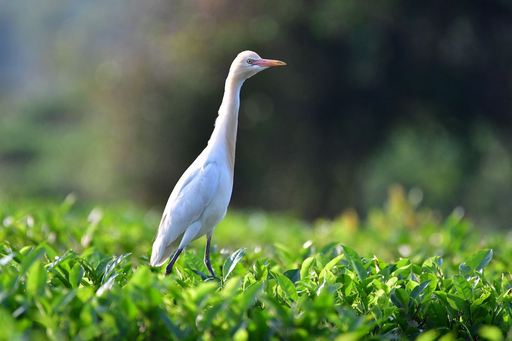 Photograph by SRIMANTA RAY