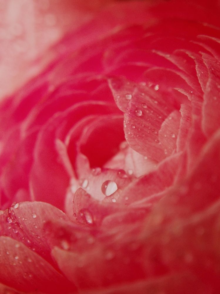 Фотография автора Елена Мурашова