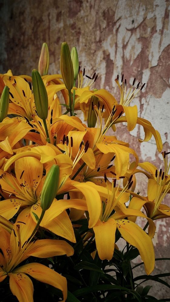 Photograph by Татьяна Лысак