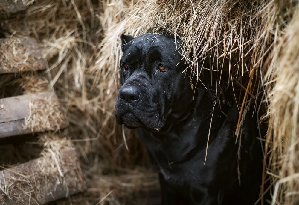 Photograph by Соколова Елена