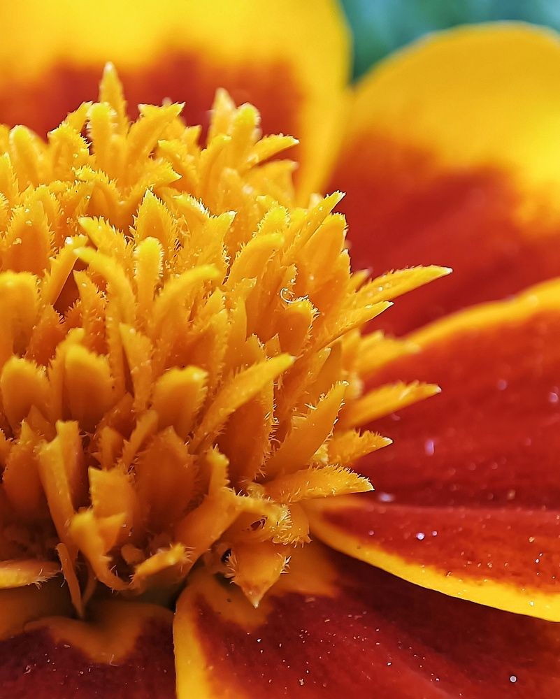 Внутри цветка. Бархатцы.