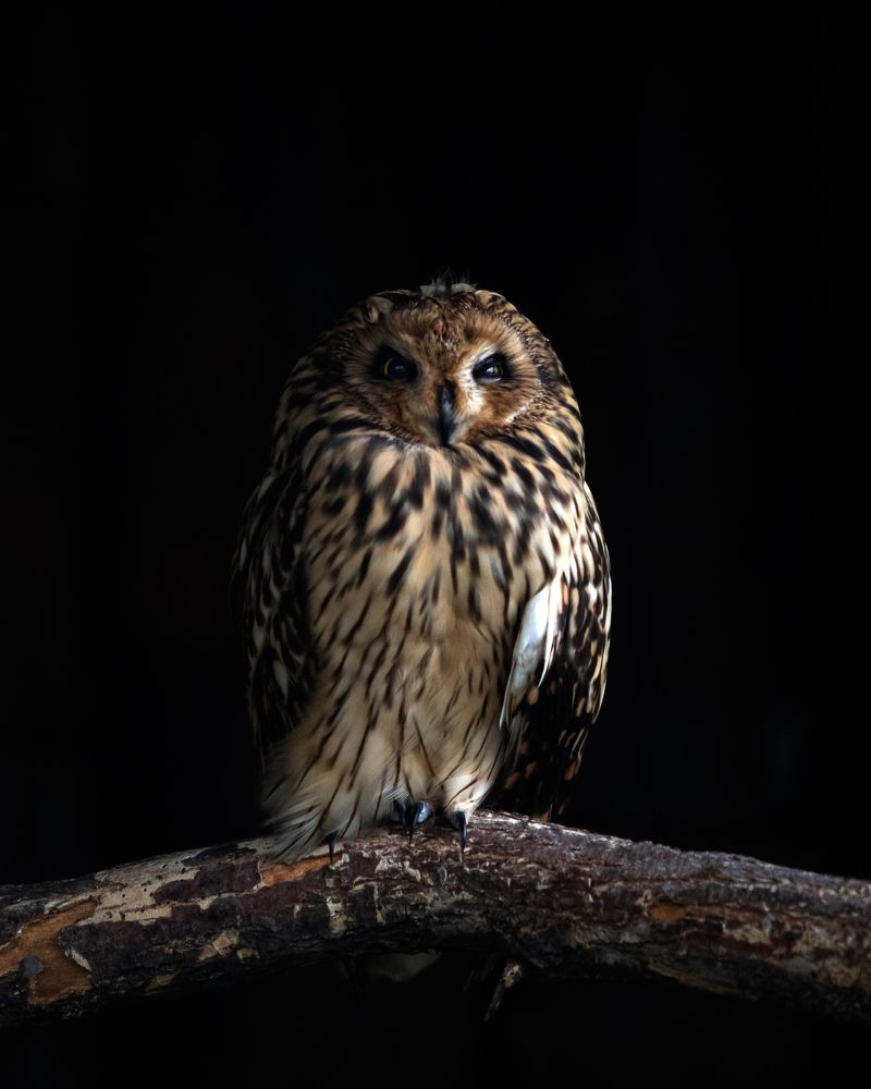 Photograph by Николай Шарлай