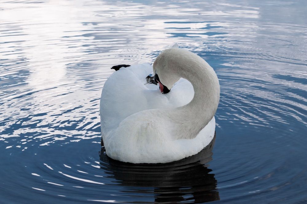 Photograph by Николай Шарлай