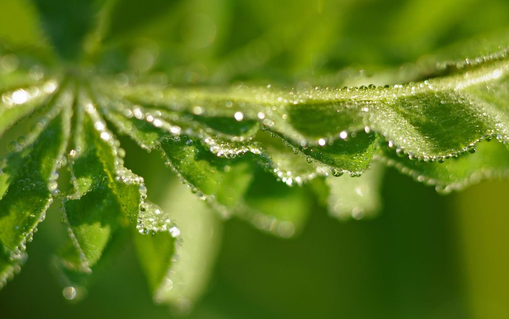 Фотография автора Антип