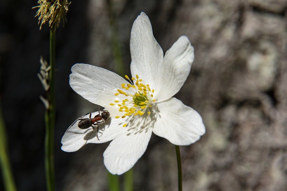 Подснежник