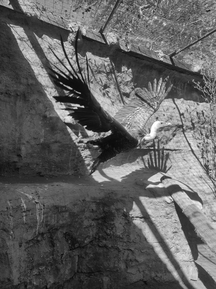 Photograph by Kevin Kosgei