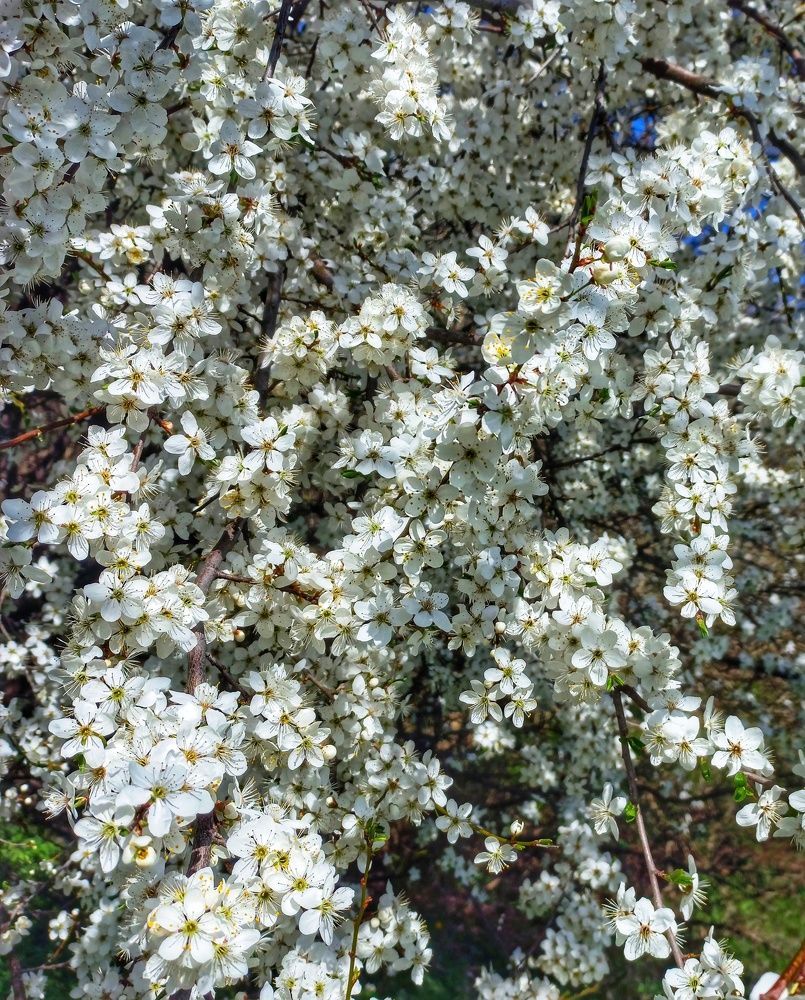 Photograph by Юлия Коробкова