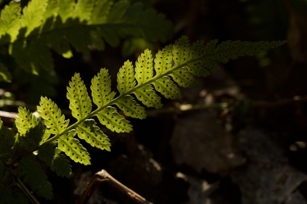 Photograph by Елена Ковалева