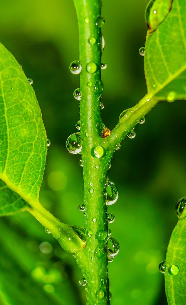 Photograph by Yusuf Buchari