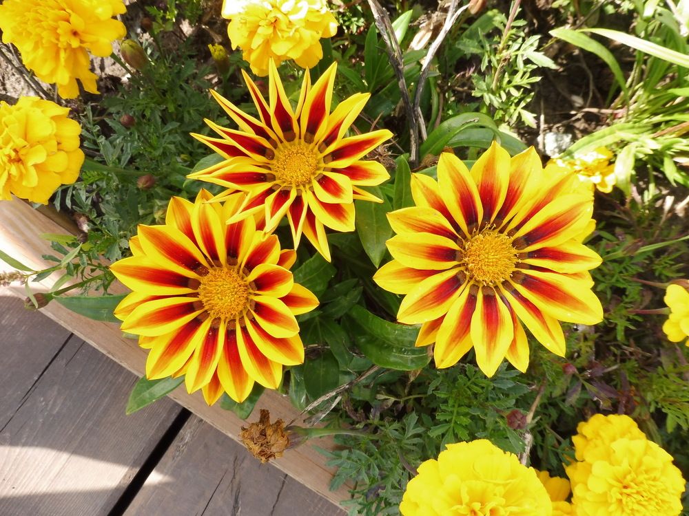 Фотография автора Клавдия Васильева