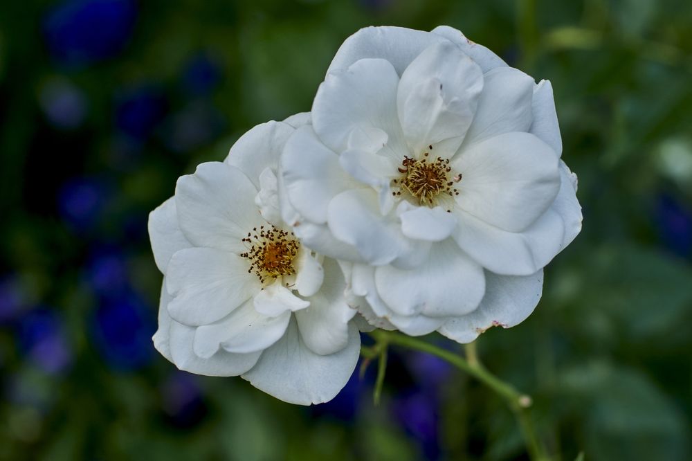 Photograph by Устинов Андрей