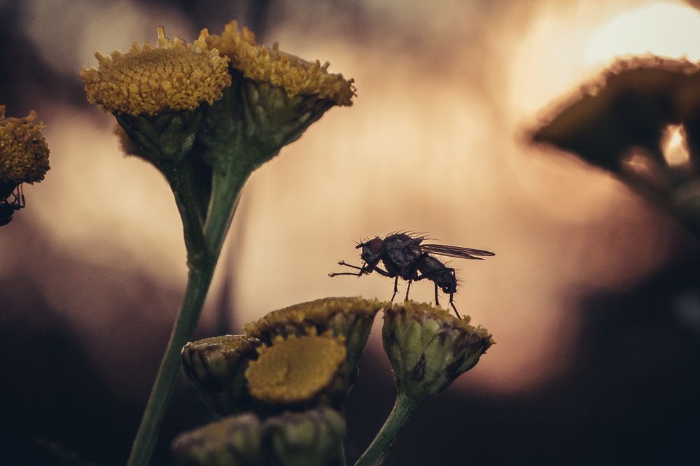 Фотография автора Максим Светличный