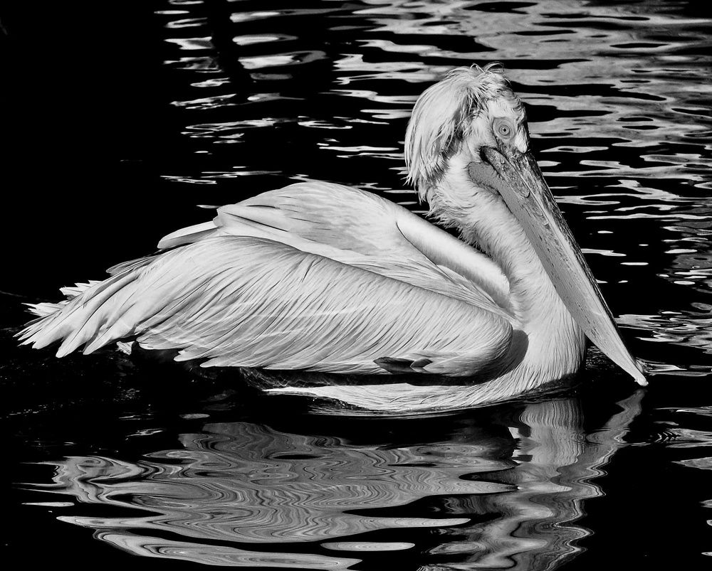 Photograph by Tatyana Markova