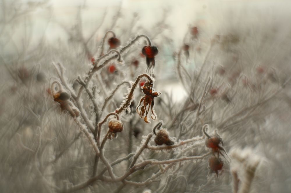 Фотография автора Максим Светличный