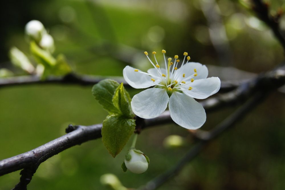 Photograph by Пётр Калачев