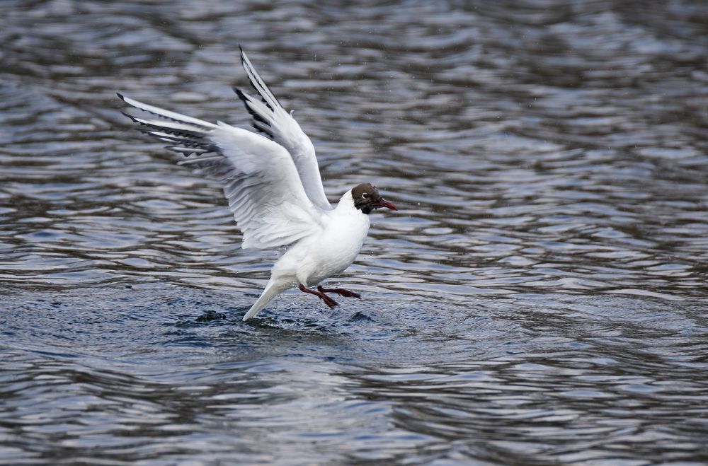 Photograph by Пётр Калачев